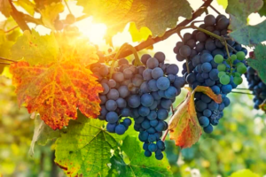 Lee más sobre el artículo ENOTURISMO: TRES VIÑEDOS MERCEDINOS INGRESAN AL CATALOGO «VINOS BUENOS AIRES»