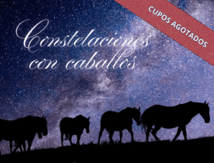 Lee más sobre el artículo CONSTELACIONES CON CABALLOS